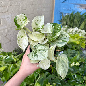 Pothos Collection: Marble Queen, Happy Leaf, Neon & Global Green