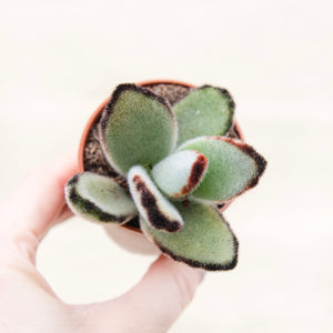 Kalanchoe Tomentosa 'Panda Plant'