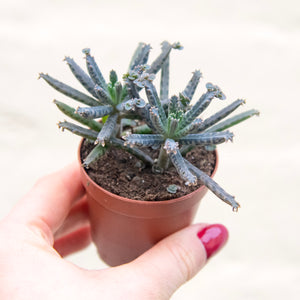 Kalanchoe Daigremontiana 'Mother of Millions'