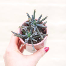 Load image into Gallery viewer, Kalanchoe Daigremontiana &#39;Mother of Millions&#39;
