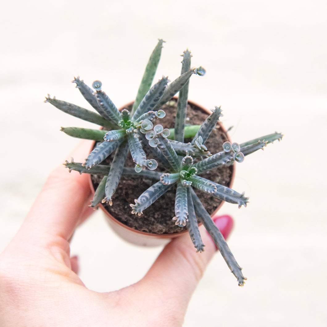 Kalanchoe Daigremontiana 'Mother of Millions'
