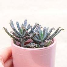 Load image into Gallery viewer, Kalanchoe Daigremontiana &#39;Mother of Millions&#39;
