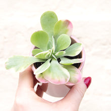 Load image into Gallery viewer, Kalanchoe Thyrsiflora &#39;Flapjacks&#39; Variegata
