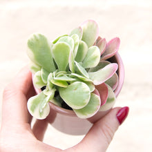 Load image into Gallery viewer, Kalanchoe Thyrsiflora &#39;Flapjacks&#39; Variegata
