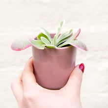 Load image into Gallery viewer, Kalanchoe Thyrsiflora &#39;Flapjacks&#39; Variegata

