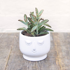 Kalanchoe Tomentosa 'Teddy Bear'