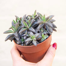 Load image into Gallery viewer, Kalanchoe Tubiflora &#39;Pink Butterfly&#39;
