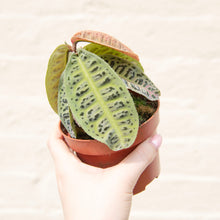 Load image into Gallery viewer, Labisia 'Gigantifolia'
