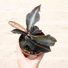 Load image into Gallery viewer, Labisia 'Pumila'
