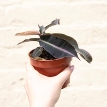 Load image into Gallery viewer, Labisia 'Pumila'
