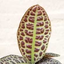 Load image into Gallery viewer, Labisia 'Turtleback'
