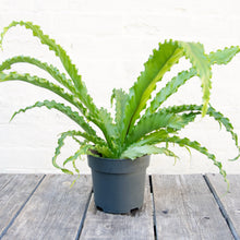 Load image into Gallery viewer, Large Asplenium Antiquum &#39;Osaka&#39; - Bird&#39;s Nest Fern

