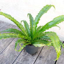 Load image into Gallery viewer, Large Asplenium Antiquum &#39;Osaka&#39; - Bird&#39;s Nest Fern
