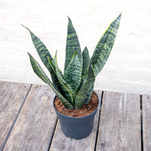 Load image into Gallery viewer, Large Sansevieria Trifasciata Hahnii &#39;Snake Plant&#39;
