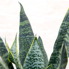 Load image into Gallery viewer, Large Sansevieria Trifasciata Hahnii &#39;Snake Plant&#39;
