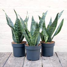 Load image into Gallery viewer, Large Sansevieria Trifasciata Hahnii &#39;Snake Plant&#39;

