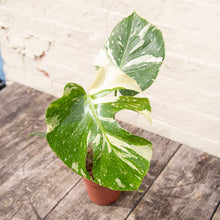 Load image into Gallery viewer, Monstera Deliciosa 'Thai Constellation'
