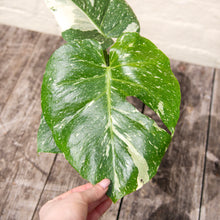 Load image into Gallery viewer, Monstera Deliciosa 'Thai Constellation'
