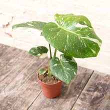 Load image into Gallery viewer, Monstera Deliciosa 'Thai Constellation'
