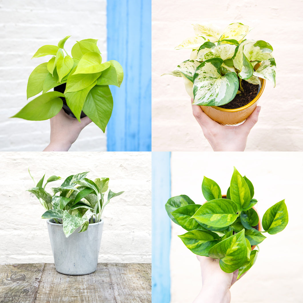 Pothos Collection: Marble Queen, Happy Leaf, Neon & Global Green