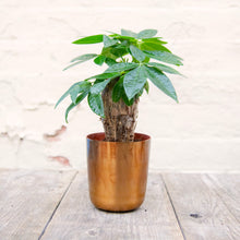 Load image into Gallery viewer, Pachira Aquatica 'Money Tree'
