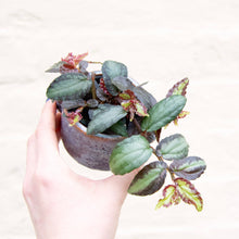Load image into Gallery viewer, Pellionia Repens
