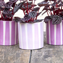 Load image into Gallery viewer, Pink Striped Plant Pot
