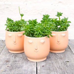 Peperomia Axillaris 'Taco Leaf Plant'