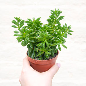 Peperomia Axillaris 'Taco Leaf Plant'
