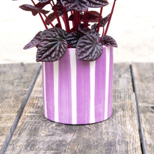 Load image into Gallery viewer, Pink Striped Plant Pot
