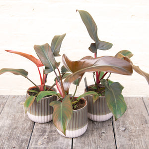 Philodendron 'Florida Bronze'