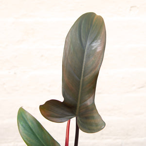 Philodendron 'Florida Bronze'