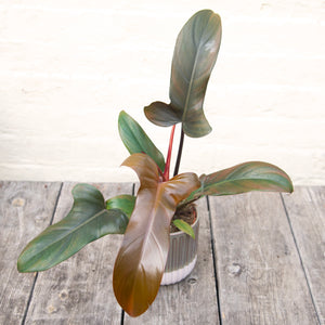 Philodendron 'Florida Bronze'