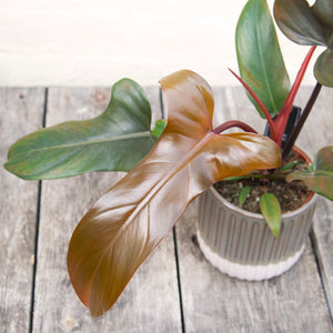Philodendron 'Florida Bronze'