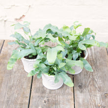 Load image into Gallery viewer, Phlebodium Aureum &#39;Blue Star Fern&#39;
