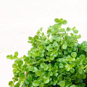 Pilea Depressa 'Baby Tears'