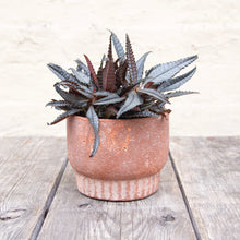 Load image into Gallery viewer, Pilea Hitchcockii
