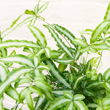 Load image into Gallery viewer, Pteris Albolineata &#39;Silver Ribbon Fern&#39;
