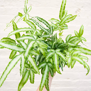 Pteris Albolineata 'Silver Ribbon Fern'