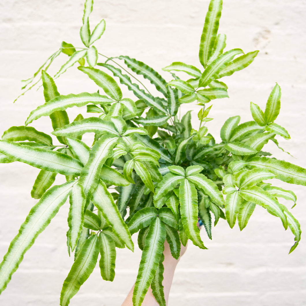 Pteris Albolineata 'Silver Ribbon Fern'