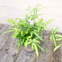 Load image into Gallery viewer, Pteris Albolineata &#39;Silver Ribbon Fern&#39;
