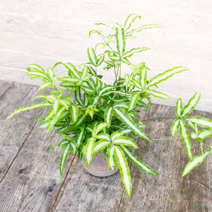 Pteris Albolineata 'Silver Ribbon Fern'