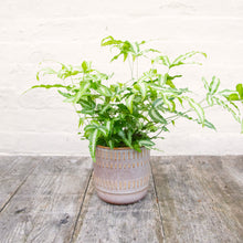 Load image into Gallery viewer, Pteris Albolineata &#39;Silver Ribbon Fern&#39;
