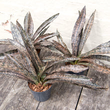 Load image into Gallery viewer, Sansevieria Kirkii 'Coppertone'
