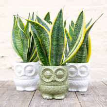 Load image into Gallery viewer, Sansevieria Trifasciata Futura Superba 'Snake Plant'

