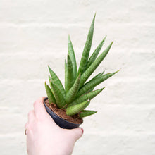 Load image into Gallery viewer, Sansevieria Cylindrica &#39;Starshooter&#39;
