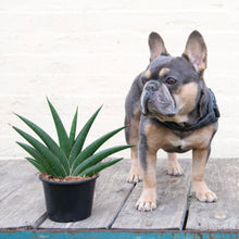 Load image into Gallery viewer, Sansevieria Helios
