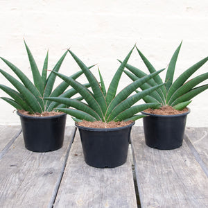 Sansevieria Helios