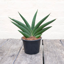 Load image into Gallery viewer, Sansevieria Helios
