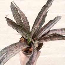Load image into Gallery viewer, Sansevieria Kirkii 'Coppertone'
